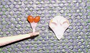 Estípite de una orquídea Phalaenopsis.Se aprecia el polen (naranja), el rostelo y la única antera.