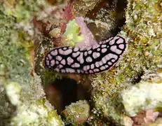 Phyllidiella sp, posible patrón atípico de P. mendrina