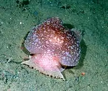 Pleurobranchaea californica