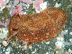 Pleurobranchaea japonica