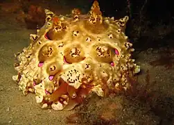 Pleurobranchus mamillatus