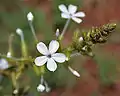 Plumbago zeylanica, Ananthagiri Hills, en Rangareddy, Andhra Pradesh, India