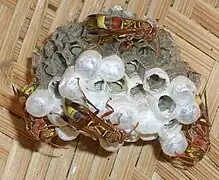 Polistes stigma de la India