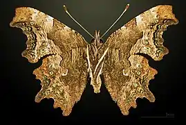 ♂ △, vista ventral