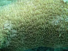 Coralum de P. talpina con tentáculos retraídos