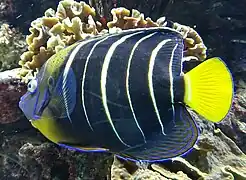 Pomacanthus chrysurus