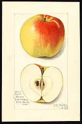 Cultivo de manzanas 'Winter Banana'.