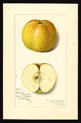 'Pomological Watercolor'.