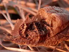 Ooteca de Mantis religiosa dañada, en Canadá.
