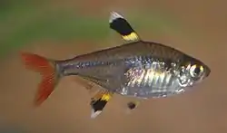 Pristella maxilliaris.