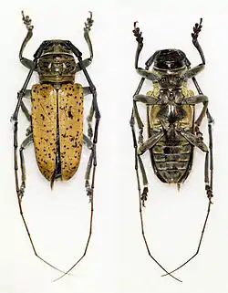 Prosopocera argus