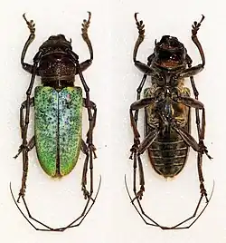 Prosopocera itzingeri