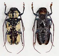 Prosopocera marshalli