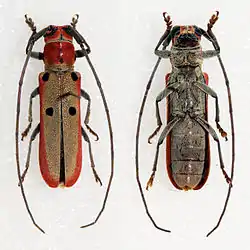 Prosopocera octomaculata