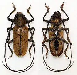 Prosopocera rothschildi