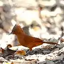 Pseudoseisura unirufa-Rufous Cacholote