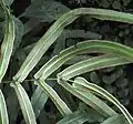 Pteris