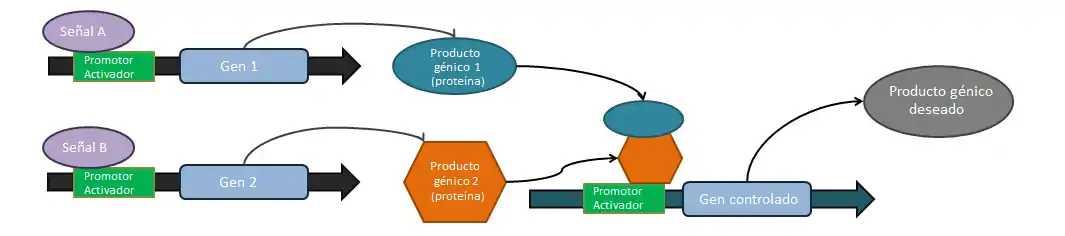 La puerta AND lógica. Si la señal A Y la señal B están presnetes, entonces el compuesto génico deseado se producirá. Todos los promotores deseados son inducibles, activados por los productos génicos mostrados. Cada señal activa la expresión de un gen separado (mostrado en azul claro). Las proteínas expresadas pueden ya sea formar un complejo completo en el citosol que sea capaz de activar la expresión del producto o pueden actuar de manera separada para inducir la expresión, como puede ser remover de manera separada una proteína inhibitoria e induciendo la activación del promotor ahora sin inhibición.