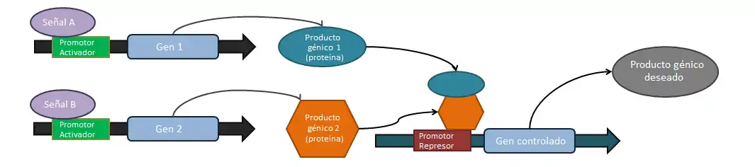 La puerta AND negada lógica. Si tanto la señal A Y la señal B están presentes, entonces el producto génico deseado NO se producirá. Todos los promotores mostrados son inducibles. El promotor activador para el gen de salida es constitutivo, y por lo tanto no se muestra. Este promotor constitutivo mantiene al gen encendido y sólo se desactiva cuando (de manera similar a la puerta AND) un complejo resultante de dos señales de entrada bloquea la expresión del gen de salida.