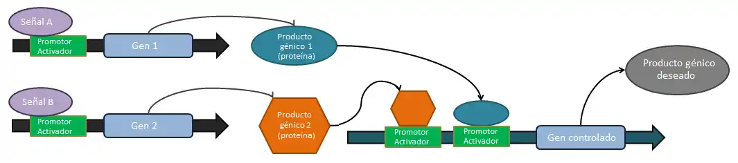 La puerta OR lógica. Si la señal A O la señal B están presentes, entonces el compuesto génico deseado se producirá. Todos los promotores mostrados son inducibles. Cualquier señal es capaz de activar la expresión del producto deseado y sólo es necesaria la acción de un promotor para la expresión génica. Mecanismos de regulaciones post-transcripcionales pueden ser utilizados para prevenir la posibilidad de que la presencia de ambas señales ocasionen una respuesta compuesta, como puede ser la implementación de un sitio de anclaje a ribosoma de baja afinidad.