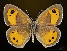 Pyronia bathseba ♂