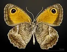 Pyronia cecilia ♂  △