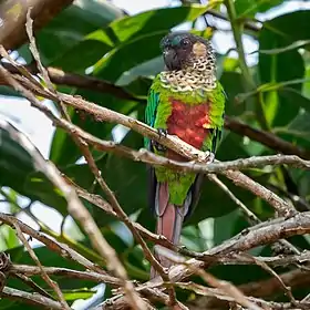 Pyrrhura amazonum