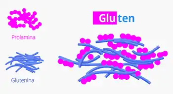 Que es el gluten y en que cereales se encuentra