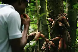 Productos forestales no maderables