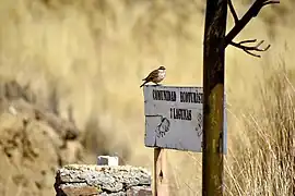 Remolinera Andina sobre cartel
