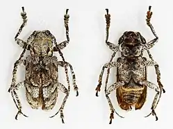 Rhytiphora maculicornis