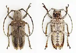 Rhytiphora pulverulens