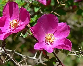 Rosa willmottiae.