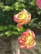 Rosa 'Jean Piat' ADAM 1993.