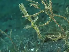 El arte del camuflaje