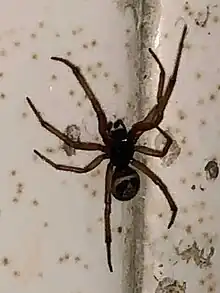 Tijuana, Baja California, México