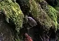 En el distrito de Kullu - Manali,  Himachal Pradesh, India