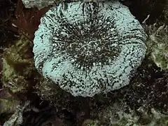 Scolymia sp, Cartagena, Colombia