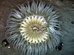 A. sola en el norte de California.