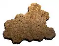 Fragmento de caparazón de Glyptodon. Unos 30.000 años AP. Sitio Arroyo del Vizcaíno.