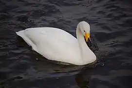 Cygnus cygnus, cisne cantor