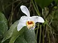 Sobralia chrysostomaflorCosta Rica