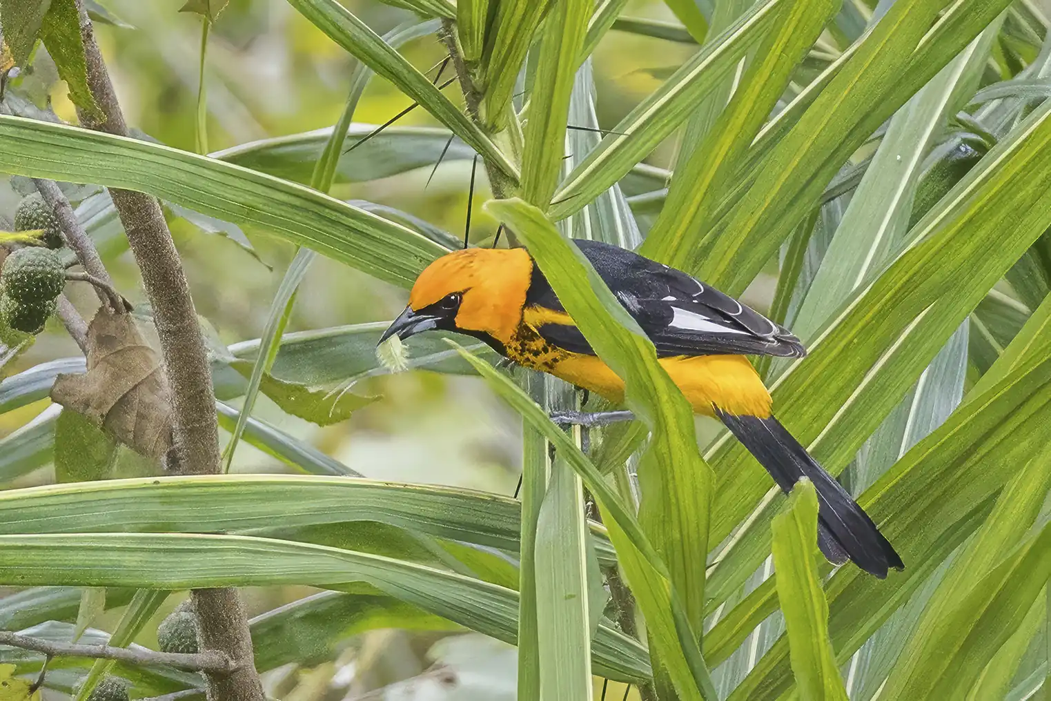 Una chiltota en las Ruinas de Copán, Honduras.