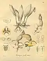 Ilustración de Heinrich Reichenbach Xenia Orchidacea vol. 3 (1900)