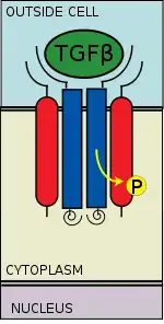 Tipo #II reclutas de receptor escriben yo receptor y phosphorylates