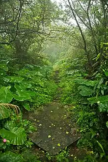 Fotografía de un sendero minero abandonado en Taiwán bordeado de arbustos y árboles