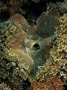 T. squamosa en Maubara, Timor