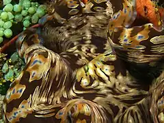 Impresionante estampado del manto de T. squamosa