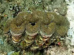 Ascidias y gobios frecuentan la concha de T. squamosa