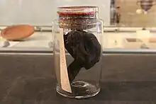 Ancient Egyptian mummified cat's head (unwrapped) displayed in a late Victorian glass jar. Ure Museum of Greek Archaeology
